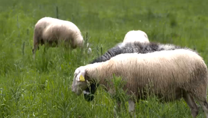 Producenti bryndze cítia krivdu. Ľudia zo strachu prestali kupovať ovčie výrobky