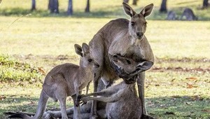 Ľudia verzus zvieratá. Blízke stretnutia bicyklového druhu