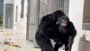 VIDEO: Samička šimpanza po 28 rokoch opustila klietku. S obdivom si obzerala oblohu