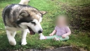 Ľudia, ktorí psa zabili, pykať nebudú. O mesiac neskôr by ich trest neminul