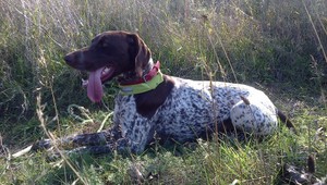 V Jarovciach sa stratila Waxa, pomôžte ju nájsť