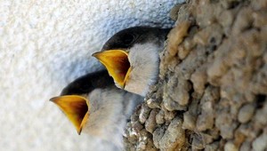 Belorítky zastavili stavbu! Čaká sa na mláďatká