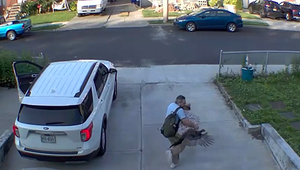 Na muža zaútočila agresívna morka. Dôvod bol chránenie hniezda