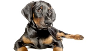 VIDEO: Zvieracia idylka. Doberman a mačiatko