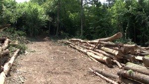 Pilčíka privalil niekoľkotonový dub, neprežil