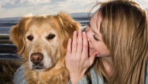 Čo hovoria ľudia najčastejšie svojim psom? TU je 35 najpoužívanejších slov
