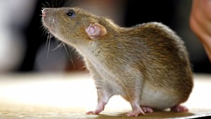 Vedci objavili nový druh potkana. Meria pol metra