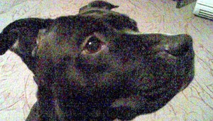 Nevideli ste fenku pitbulla? Stratila sa v Bratislave