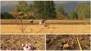 Čo si gazdovia vypestujú, to osadníci v noci ukradnú