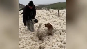 VIDEO: Búrka spôsobila okrem škody aj radosť. Psy si užívali morskú penu ako novú zábavku