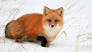 Arktickú zimu nezvládajú ani zvieratá, v mínusových teplotách mrznú