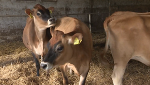 Česko pre možný výskyt slintačky a krívačky zakáže dovoz zvierat zo SR