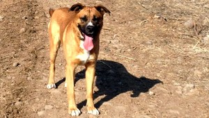 Hľadáme psíka Ota! Stratil sa v Hornom Tisovníku