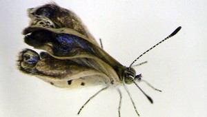 V okolí Fukušimy našli zmutované motýle