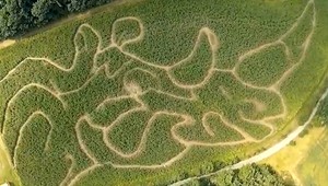 V kukuričnom poli sa objavila tvár nosorožca