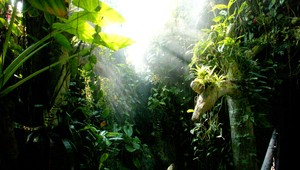 V Amazonskom pralese objavili za dva roky 381 nových druhov rastlín a zvierat