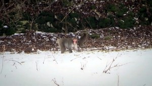 Jozefovi ušli opice, pohybujú sa v okolí Jasenia