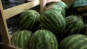 Kuriózny prípad: Vojakov otrávili melónmi