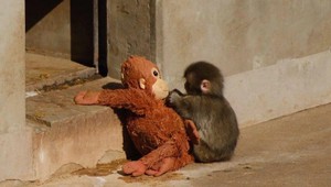 Dojal svet s plyšákom namiesto mamy. Dnes už malý makak nie je sám