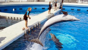 Krvilačný delfín či nedočkavý maškrtník? Napadol dievčatko!