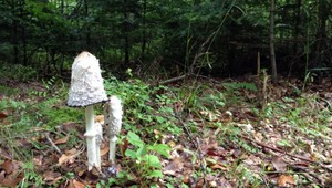 Hubár hľadal v lese kamarátov, spadol zo skaly a zomrel