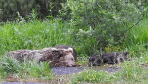 Podozrenie na pytliactvo pri Detve: Dva uhynuté medvede za 24 hodín