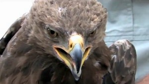 Ochranári sú v šoku. Orol Arnold je Anna