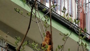 V Krakove vystrašil ľudí na strome "nebezpečný tvor". V skutočnosti to bol croissant