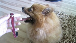 Fenka trpasličieho špica je už doma