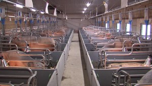 Chovatelia ošípaných sa uchyľujú k predčasným zabíjačkám. V prípade nákazy prídu o prácu i o mäso