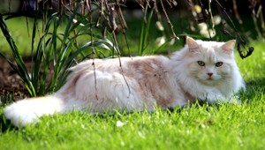 Streľba na mačky. Pani Martina ich zachránila