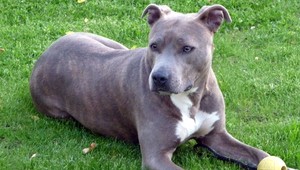 Stafford dohrýzol vo dvore domu chlapca (5)