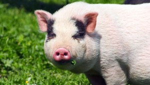 Odbehol z vlastnej svadby, aby sa postaral o prasa