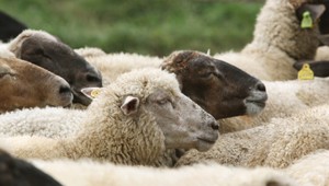 Chovatelia oviec majú veľké očakávania. Bude dostatok májovej bryndze?