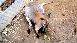 Policajti chytili na diaľnici Čecha, ktorý mal plné auto zvierat. Viezol aj klokana