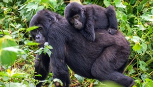 Pôrod pred zrakmi návštevníkov ZOO. Gorila je tretíkrát mamička