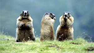 FOTOGALÉRIA: Romantika u svišťov