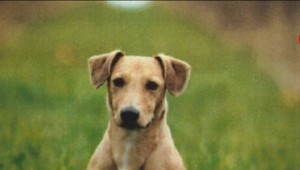 Majiteľ utýral psíka na smrť a priviezol ho do útulku: Hrozí mu dvojročný trest