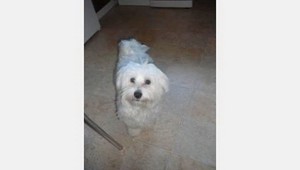 Hľadá sa Čača, stratila sa v Machulinciach