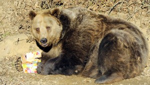 Po Prešove pobehovala medvedica, zastrelili ju