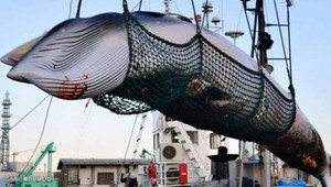 Japonsko sa chystá spustiť komerčný lov veľrýb