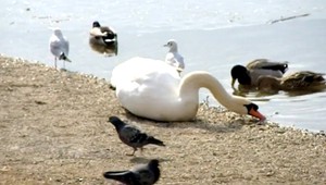 Armádny airbus sa pri pristávaní v Kbeloch zrazil zrejme s labuťou