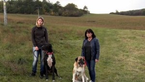 Pes zachránil psa darovaním krvi. Baltazár je hrdina a Aťa sa pomaly zotavuje