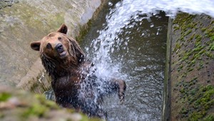 Bratislavská ZOO volá o pomoc. Pre horúčavy a sucho hrozí úhyn zvierat