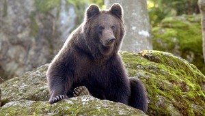 Na východe majú problémy s medveďmi. Ničia úle