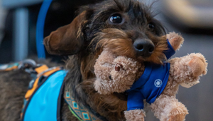 Polícia nasadila tajnú zbraň: Chlpatí asistenti pomáhajú najzraniteľnejším!