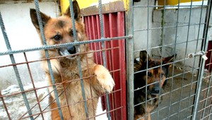 Vietnamci distribuovali psie mäso do reštaurácií