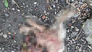 Desivý prípad: Psov nechal bez vody a jedla a odcestoval. Tí vykonali zúfalý čin