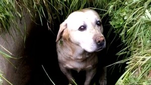 Muž naučil svojho psa zbierať odpadky