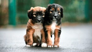 Psy a iné zvieratá už budú môcť ísť do reštaurácie. Rozhodnúť ale o tom musí aj majiteľ